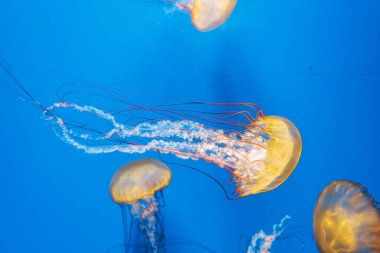 Sualtı fotoğrafçılığı denizanası Chrysaora Fuscescens, Pasifik deniz ısırganları, Batı Yakası deniz ısırganları