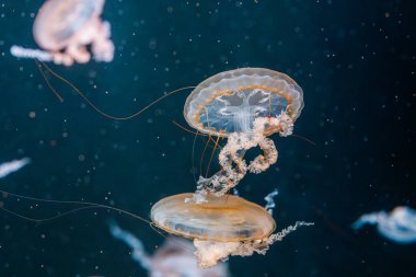 Sualtı fotoğrafçılığı denizanası Chrysaora Fuscescens, Pasifik deniz ısırganları, Batı Yakası deniz ısırganları