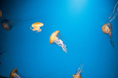 Sualtı fotoğrafçılığı denizanası Chrysaora Fuscescens, Pasifik deniz ısırganları, Batı Yakası deniz ısırganları