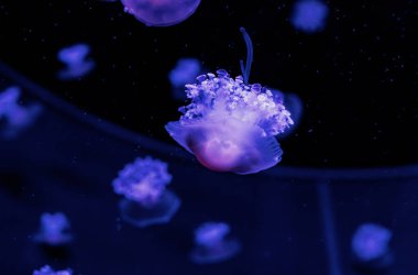 Su altı fotoğrafçılığı Cotylorhiza tuberculata, Akdeniz denizanası yakın çekim