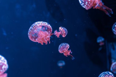 Su altı fotoğrafçılığı denizanası mastigias papua, benekli jöle, lagün jölesi, yakın plan altın Medusa.