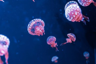 Su altı fotoğrafçılığı denizanası mastigias papua, benekli jöle, lagün jölesi, yakın plan altın Medusa.