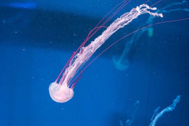 Denizanası fotoğrafçılığı. Mor çizgili denizanası. Chrysaora Colorata 'yı yakından çek.