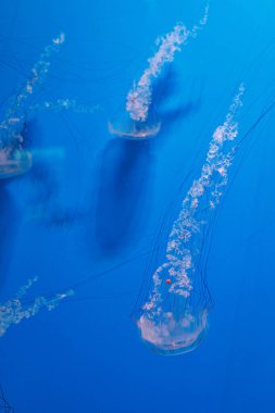 Su altı fotoğrafçılığı denizanası Chrysaora plocamia, Güney Amerika deniz ısırganı yakın çekim