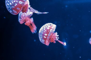 Su altı fotoğrafçılığı denizanası mastigias papua, benekli jöle, lagün jölesi, yakın plan altın Medusa.