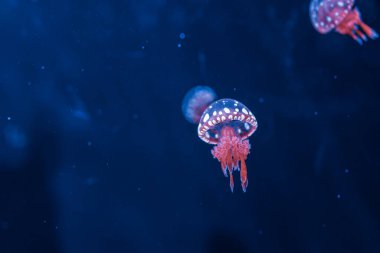 Su altı fotoğrafçılığı denizanası mastigias papua, benekli jöle, lagün jölesi, yakın plan altın Medusa.
