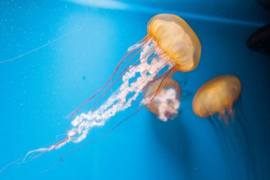 Sualtı fotoğrafçılığı denizanası Chrysaora Fuscescens, Pasifik deniz ısırganları, Batı Yakası deniz ısırganları