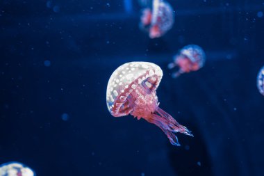 Su altı fotoğrafçılığı denizanası mastigias papua, benekli jöle, lagün jölesi, yakın plan altın Medusa.