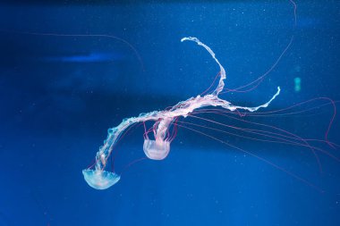 Denizanası fotoğrafçılığı. Mor çizgili denizanası. Chrysaora Colorata 'yı yakından çek.