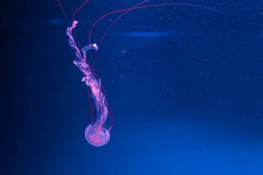 Denizanası fotoğrafçılığı. Mor çizgili denizanası. Chrysaora Colorata 'yı yakından çek.