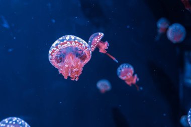 Su altı fotoğrafçılığı denizanası mastigias papua, benekli jöle, lagün jölesi, yakın plan altın Medusa.