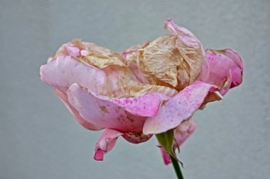 Gorgeous withered decadent beauty, beautiful pink single flower, rose