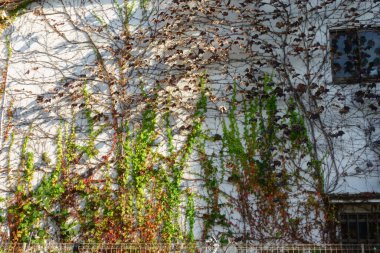 Colorful wall patterns in a residential area, ferns creeping along the wall of an old house in the city