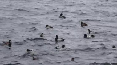 Soğuk rüzgarın estiği limandaki dalgalar, deniz kuşu sürülerinin insafa geldiği denizin deseni.