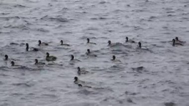 Waves in the harbor where the cold wind blows, the pattern of the sea where flocks of seabirds are at the mercy of the sea