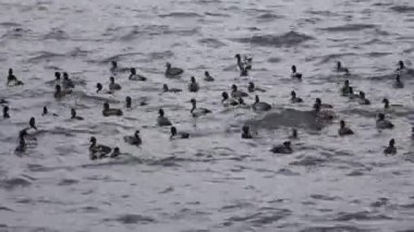 Waves in the harbor where the cold wind blows, the pattern of the sea where flocks of seabirds are at the mercy of the sea