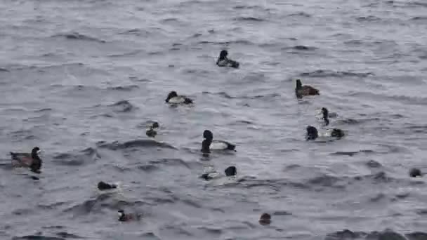 Waves Harbor Cold Wind Blows Pattern Sea Flocks Seabirds Mercy — Stock videók