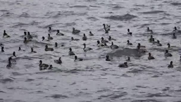 Waves Harbor Cold Wind Blows Pattern Sea Flocks Seabirds Mercy — Stockvideo