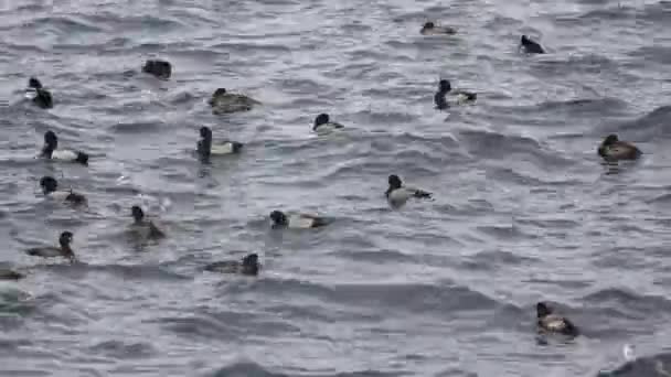Waves Harbor Cold Wind Blows Pattern Sea Flocks Seabirds Mercy — Stock Video