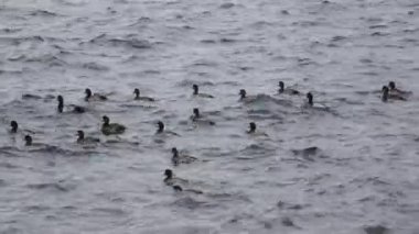 Waves in the harbor where the cold wind blows, the pattern of the sea where flocks of seabirds are at the mercy of the sea