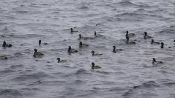 Waves Harbor Cold Wind Blows Pattern Sea Flocks Seabirds Mercy — Video Stock