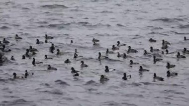 Waves in the harbor where the cold wind blows, the pattern of the sea where flocks of seabirds are at the mercy of the sea