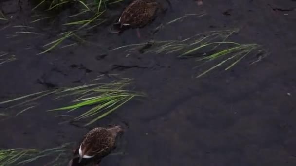 Close Shot Patterned Ducks Waterfowl Feeding Clear Stream — Stock video