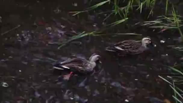 Zbliżenie Ujęcia Wzorzystych Kaczek Ptactwa Wodnego Żywiących Się Czystym Strumieniem — Wideo stockowe