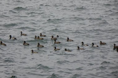 Patterns of seabirds drifting in a flock on the sea where the cold wind blows