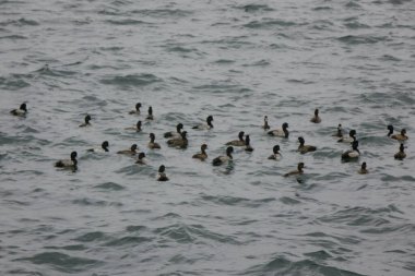 Patterns of seabirds drifting in a flock on the sea where the cold wind blows