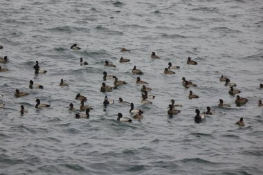 Patterns of seabirds drifting in a flock on the sea where the cold wind blows