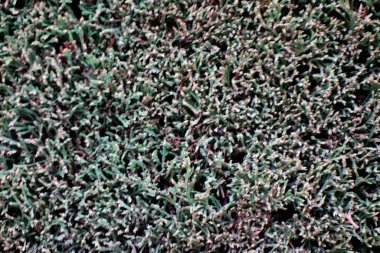 Abstract realistic background with plant leaves, hedge space