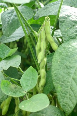 Domates ekimi ve mısır tarlası, patlıcan ve fasulye gibi sebzeler çiftlikte yetişiyor.