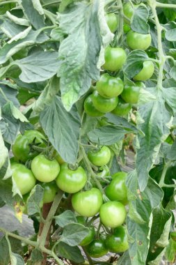 Domates ekimi ve mısır tarlası, patlıcan ve fasulye gibi sebzeler çiftlikte yetişiyor.