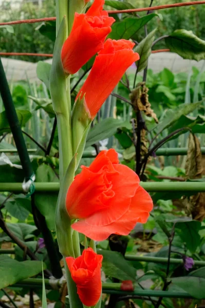Krásné Červené Růžové Nádherné Elegantní Květiny Ibišek Vzor Zahradě — Stock fotografie