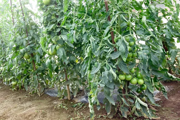 Tomatodling Och Grönsaker Som Majsfält Äggplantor Och Njurbönor Som Odlas — Stockfoto