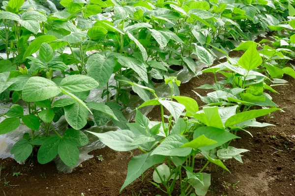 Paradicsomtermesztés Zöldségek Például Gazdaságban Termesztett Kukoricaföldek Padlizsán Vesebab — Stock Fotó