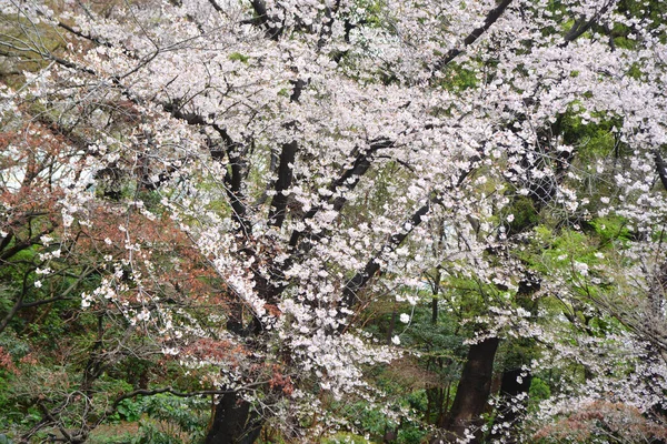 Lindas Flores Primavera Jardim Cerejeira — Fotografia de Stock