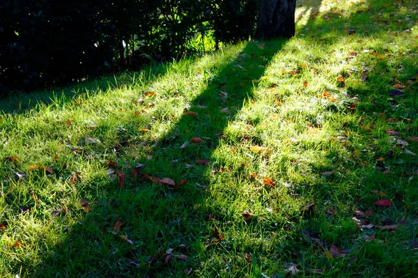 Park Frühen Morgen Der Grüne Rasen Ist Blendend Wie Die — Stockfoto