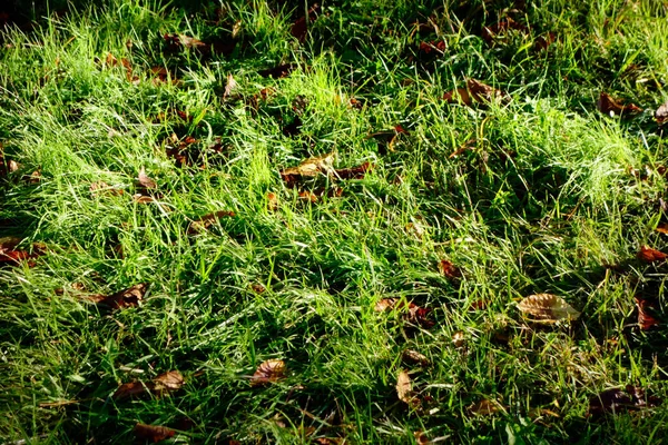 Park Wczesnym Rankiem Zielony Trawnik Jest Olśniewający Jak Słońce Świeci — Zdjęcie stockowe