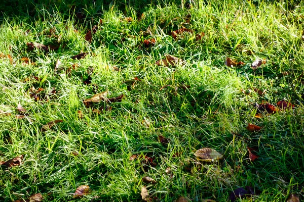 Park Wczesnym Rankiem Zielony Trawnik Jest Olśniewający Jak Słońce Świeci — Zdjęcie stockowe