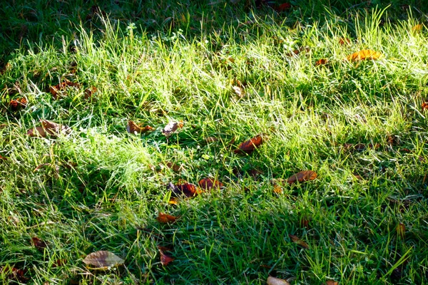 Parkera Tidigt Morgonen Den Gröna Gräsmattan Bländande När Morgonsolen Skiner — Stockfoto