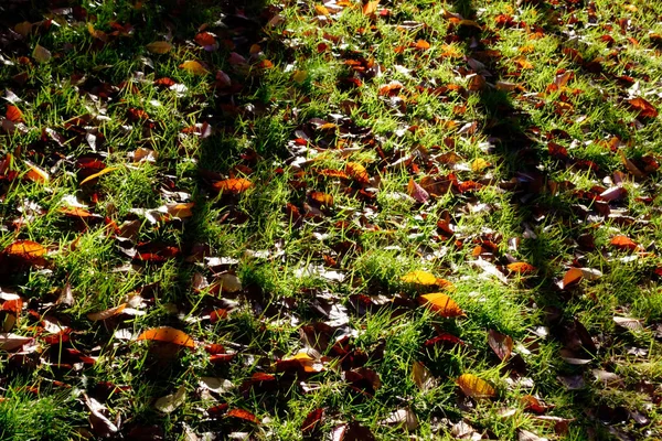 Frühmorgens Park Herbstblätter Park Der Rasen Der Morgensonne Blendet — Stockfoto