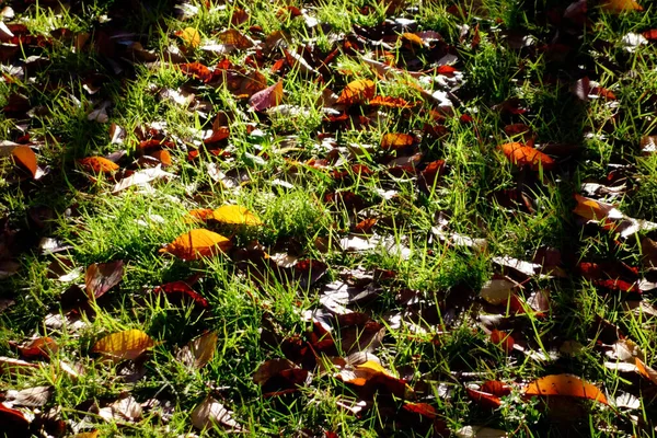 清晨的公园 秋天的落叶 那里的草坪在清晨的阳光下闪闪发光 — 图库照片