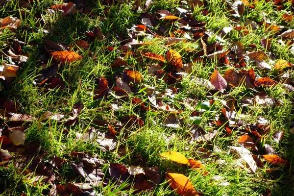 清晨的公园 秋天的落叶 那里的草坪在清晨的阳光下闪闪发光 — 图库照片