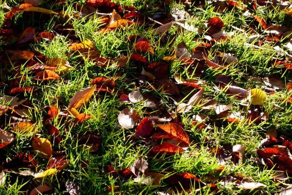 Parque Manhã Cedo Folhas Outono Parque Onde Gramado Deslumbrante Sol — Fotografia de Stock