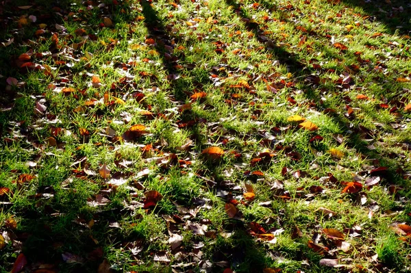 Parque Manhã Cedo Folhas Outono Parque Onde Gramado Deslumbrante Sol — Fotografia de Stock