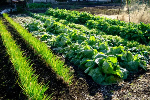 Early Morning Farm Green Cabbage Leeks Growing Garden — Stock Photo, Image