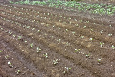 Sebze bahçesinde genç fideler, zeminin en üst manzarası.
