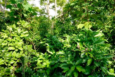 Yaz ortasında güneşin altında, sık yeşil yapraklar, bitkiler, yapraklar